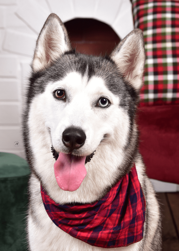 Arya, the studio dog